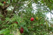 <strong>Aceratium oppositifolium - Gâteblé Gildas - 307</strong><br />© Gâteblé Gildas